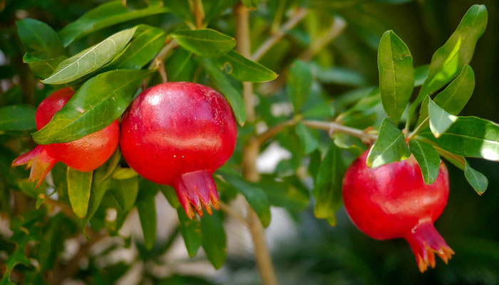 ডালিম খাওয়ার উপকারিতা-Benefits of eating pomegranate