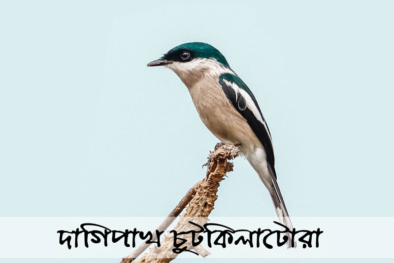 দাগিপাখ চুটকিলাটোরা-Bar-winged flycatcher-shrike