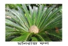 মনিরাজ ফল এর উপকারিতা-Assam Cycas