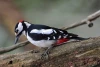 বাদামিচাঁদি কাঠকুড়ালি-Brown-capped Pygmy Woodpecke