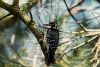 পাকড়া কাঠকুড়ালি-Fulvous-breasted woodpecker