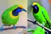 সোনা কপালি হরবোলা-Golden-fronted Leafbird