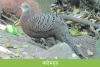 কাঠময়ূর-Grey Peacock-Pheasant