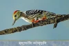 হলদেচাঁদি কাঠকুড়ালি- Yellow-crowned Woodpecker