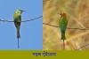 সবুজ সুঁইচোরা-Green Bee-eater