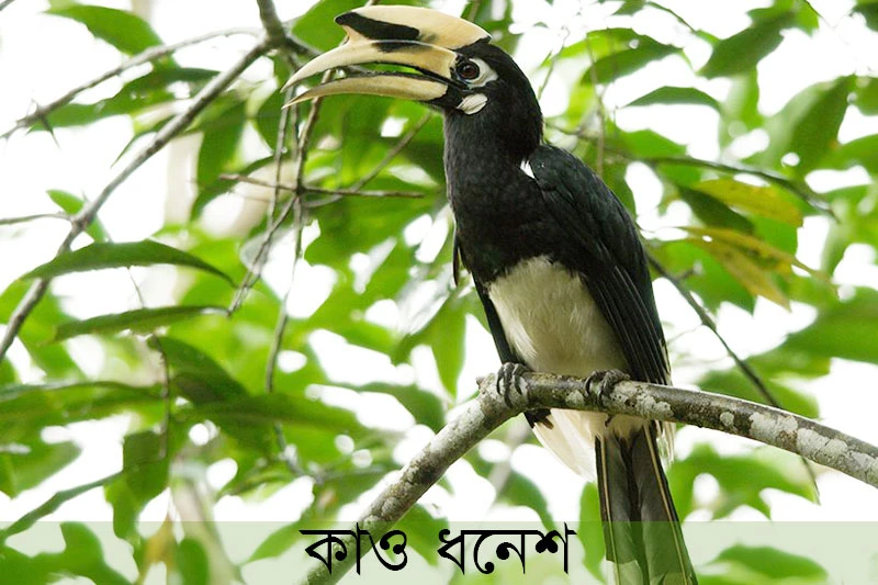 কাও ধনেশ-Oriental Pied Hornbill