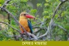 মেঘহও মাছরাঙা-Stork-billed Kingfisher