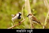 দারুচিনি চড়ুই-Russet sparrow