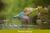 নীলকান মাছরাঙা-Blue-eared Kingfisher