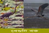 বেগুনি বক-Purple Heron
