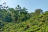 মালনীছড়া চা বাগান-Malnichhara tea garden