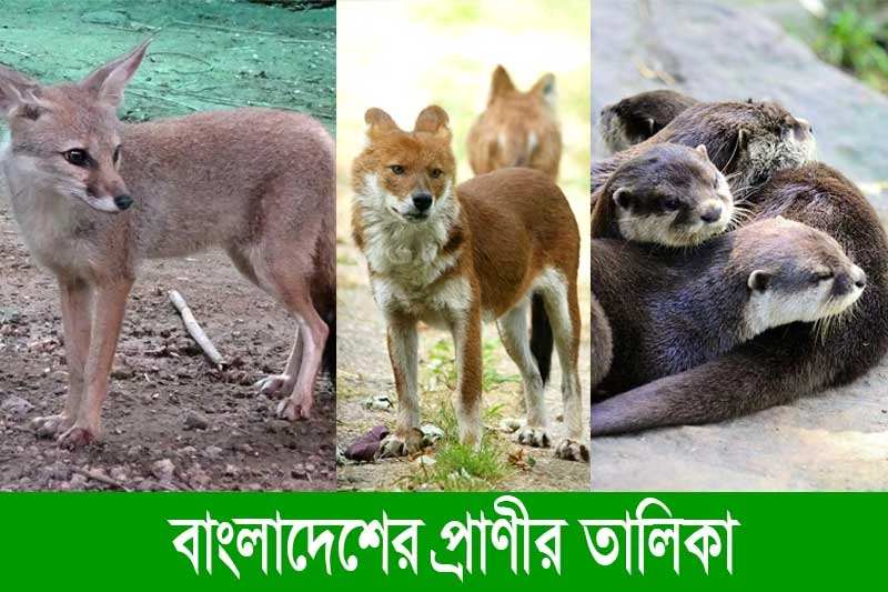 বাংলাদেশের স্তন্যপায়ী প্রাণীর তালিকা-list of mammals in bangladesh