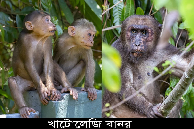 খাটোলেজি বানর-stump-tailed macaque