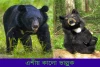 এশীয় কালো ভাল্লুক-Asian black bear