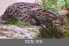 মেছো বাঘ-Fishing cat