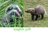 ঘরখুদিনি-Greater hog badger