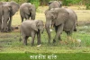 ভারতীয় হাতি-Indian elephant