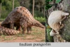 দেশি বনরুই-Indian pangolin