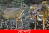 ছোট ফইট্টা-lesser mouse-deer