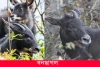 বনছাগল-Sumatran serow