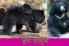 শ্লথ ভালুক-Sloth Bear