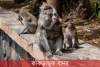কাঁকড়াভুক বানর-Crab-eating macaque