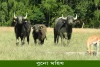 বুনো মহিষ-wild water buffalo