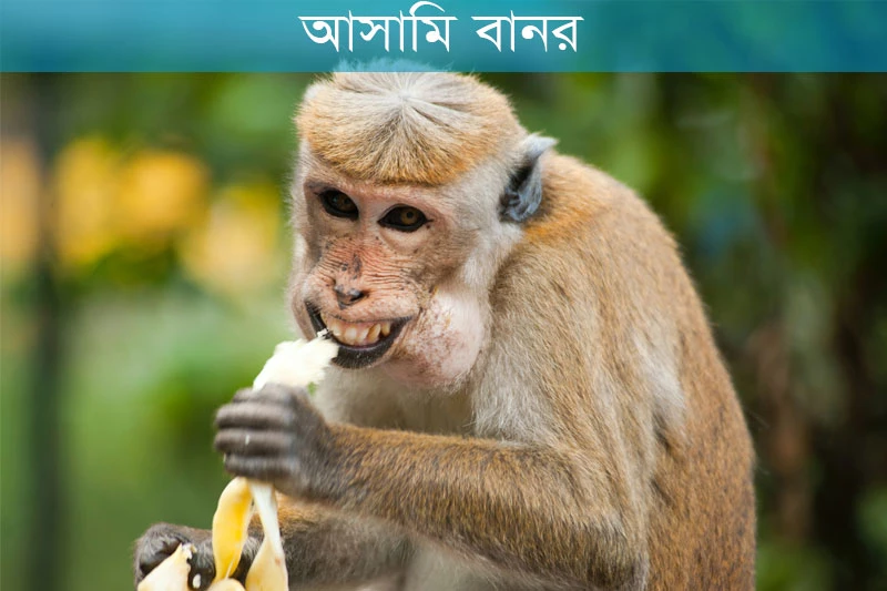 আসামি বানর-Assam macaque