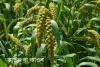 কাউন বা কাওন-Foxtail millet