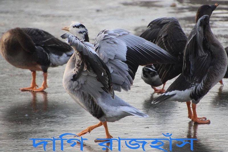 দাগি রাজহাঁস-Bar headed goose