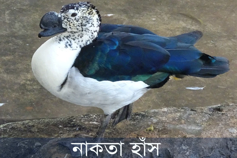 নাকতা হাঁস-Knob-billed duck