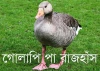 গোলাপি-পা রাজহাঁস-Pink-footed goose