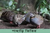 পাহাড়ি তিতির-Rufous-throated Partridge