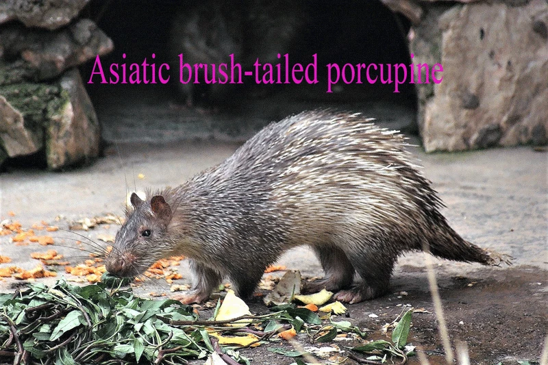 এশীয় বুরুশ-লেজি সজারু-Asiatic brush-tailed porcupine