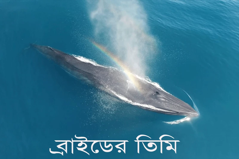 ব্রাইডের তিমি-Bryde's whale