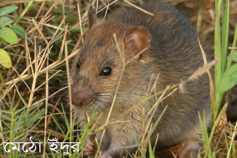মেঠো ইঁদুর-Bengal Bandicot Rat