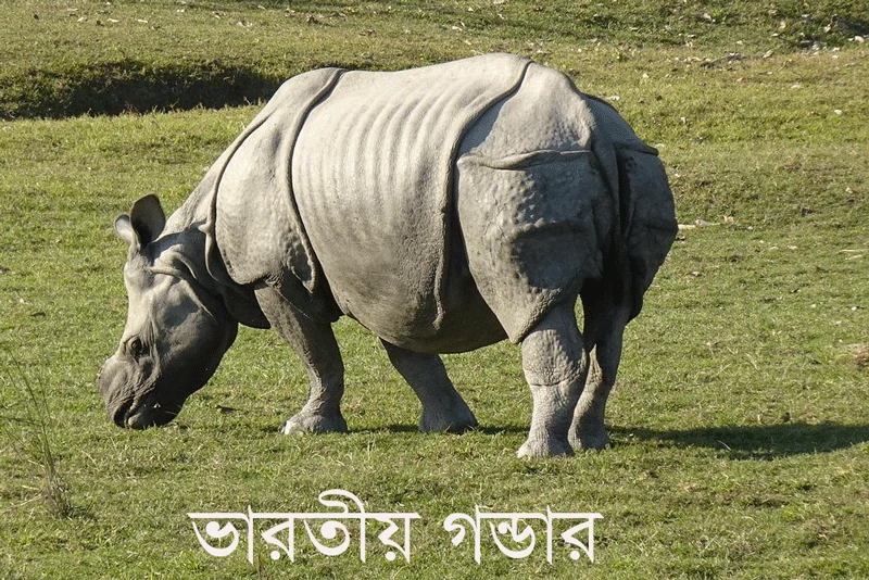 ভারতীয় গণ্ডার-Indian rhinoceros