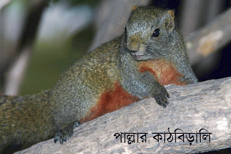 পাল্লার কাঠবিড়ালি- Pallas's squirrel