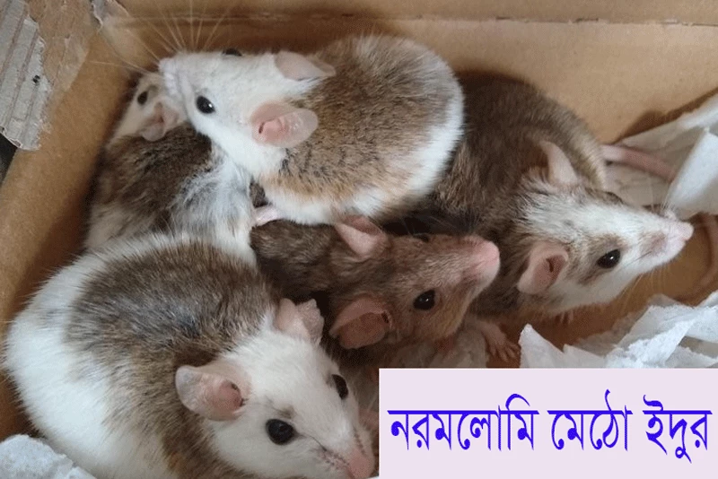 নরমলোমি মেঠো ইদুর-Soft-furred rat