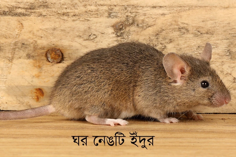 ঘর নেঙটি ইঁদুর-house mouse