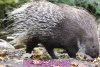 দেশী সজারু- Indian Crested Porcupine