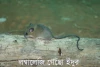 লম্বালেজি গেছো ইদুর-Nilgiri long-tailed tree mouse