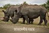জাভাদেশীয় গণ্ডার-Sunda rhinoceros
