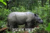 সুমাত্রার গণ্ডার-Sumatran rhinoceros