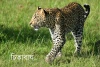 চিতাবাঘ-Leopard