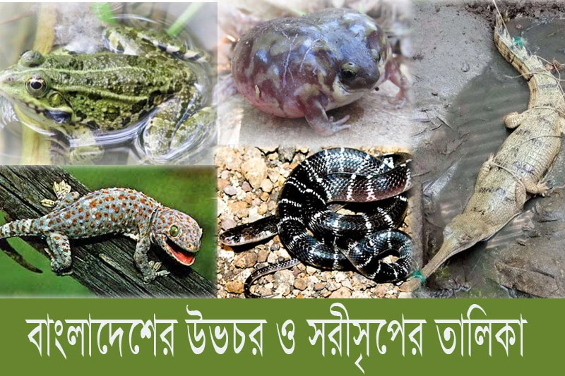 বাংলাদেশের উভচর ও সরীসৃপের তালিকা - List of amphibians and reptiles in Bangladesh