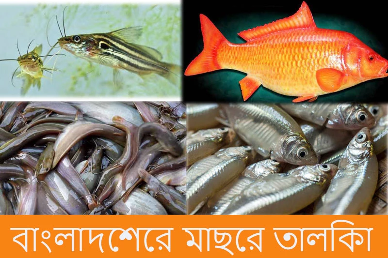 বাংলাদেশের মাছের তালিকা - List of fish of Bangladesh