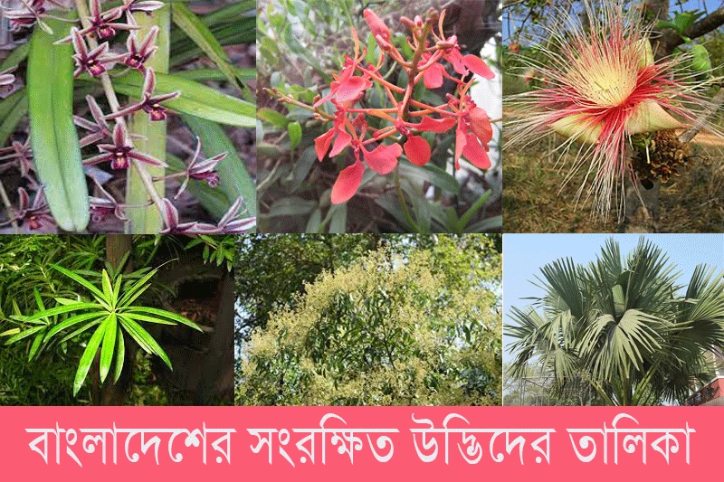 বাংলাদেশের সংরক্ষিত উদ্ভিদের তালিকা - List of protected plants of Bangladesh