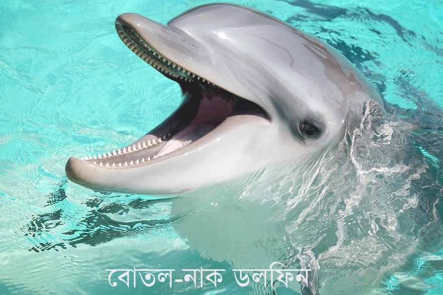বোতল-নাক ডলফিন-Indo-Pacific bottlenose dolphin