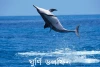 ঘুর্ণি ডলফিন-Spinner dolphin